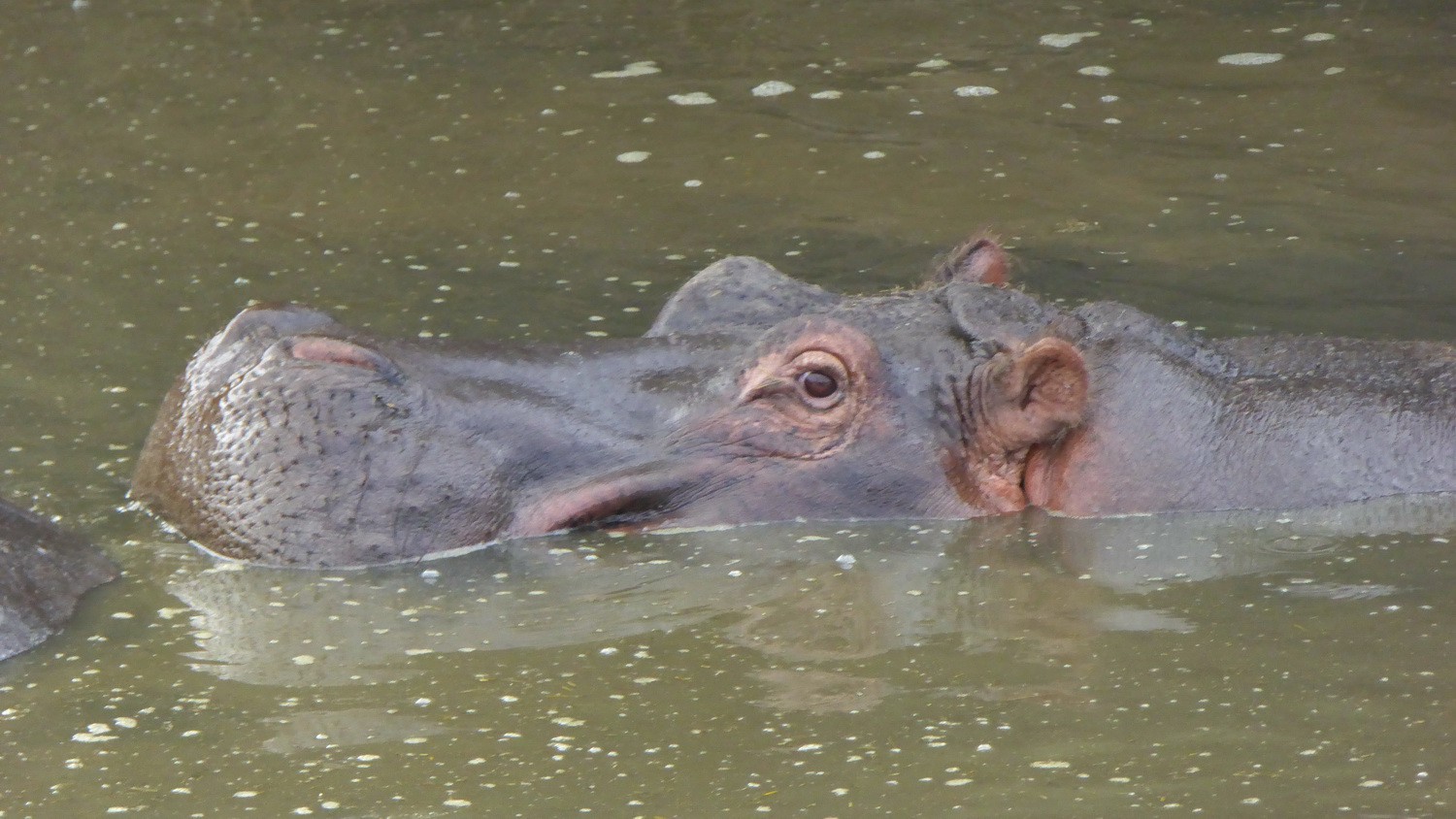 Watching Hippo
